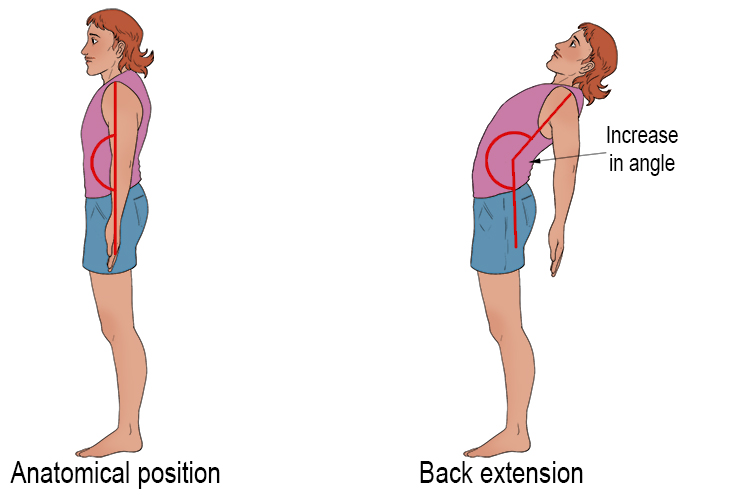 The back extension occurs when you remain in the anatomical position and you lean the top half of your body backwards. Extension occurs because there is an increase in the angle between the spine and the midline of the body.